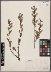 Foto von Salix aurita L.